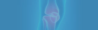 Knee Joint